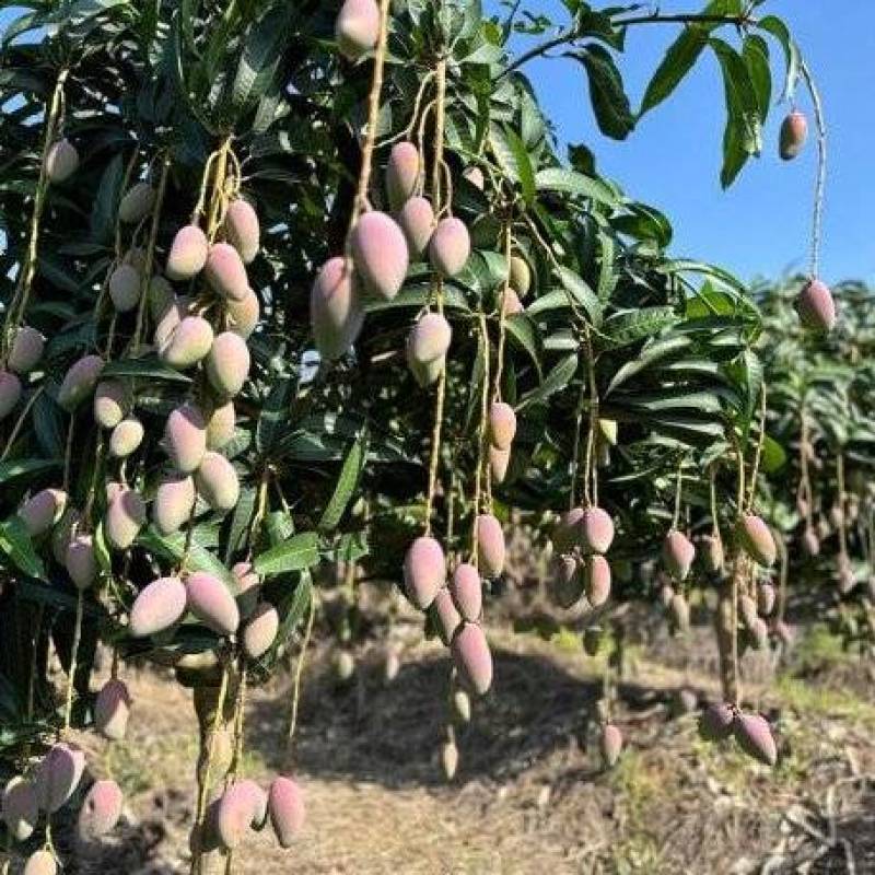 热带水果芒果
