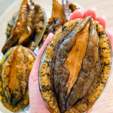 鲍鱼