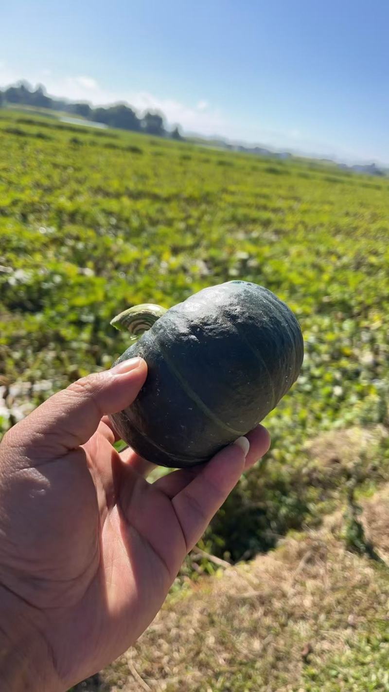 湖北精品贝贝南瓜产地一手货源批发品质保证价格美丽欢迎联系
