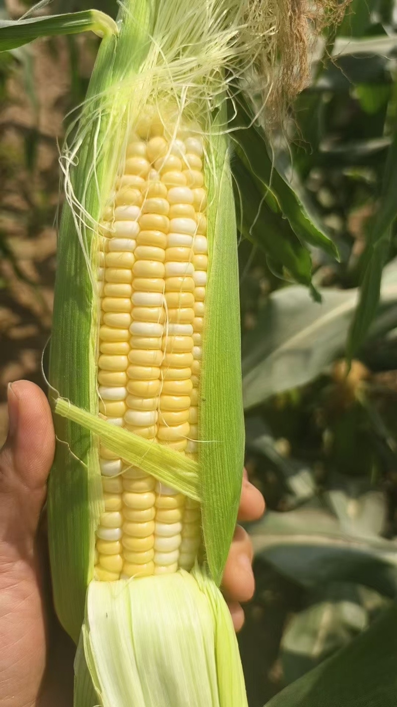 《精选》糯玉米水果玉米珍珠玉米甜玉米大量上市了软糯香甜