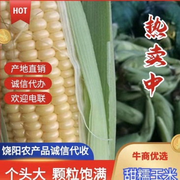 《精选》糯玉米水果玉米珍珠玉米甜玉米大量上市了软糯香甜