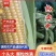 《精选》糯玉米水果玉米珍珠玉米甜玉米大量上市了软糯香甜