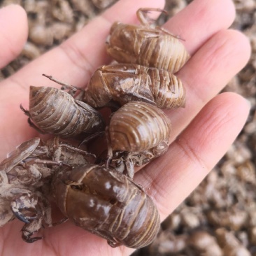 蝉蜕自然腿无掺杂干货250起包邮