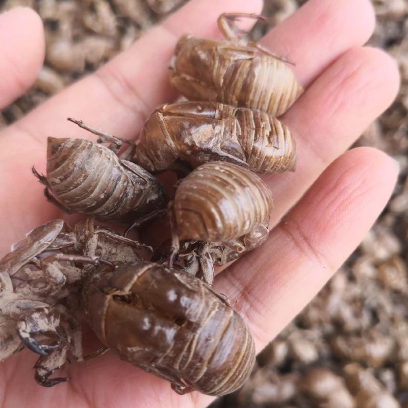 蝉蜕自然腿无掺杂干货250起包邮
