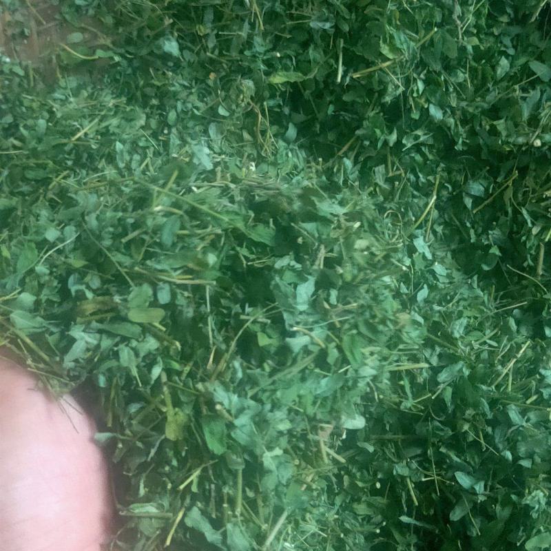 纯晒干切段茶相思茶当季新鲜出炉基地直供电商批发价格实惠