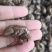 蝉蜕自然腿无掺杂干货250起包邮