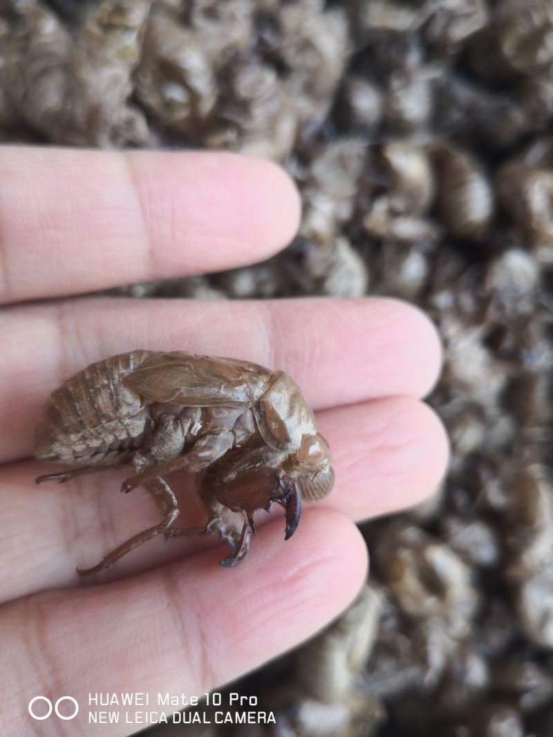 蝉蜕自然腿无掺杂干货250起包邮