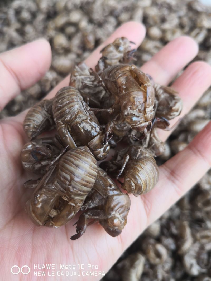 蝉蜕自然腿无掺杂干货250起包邮