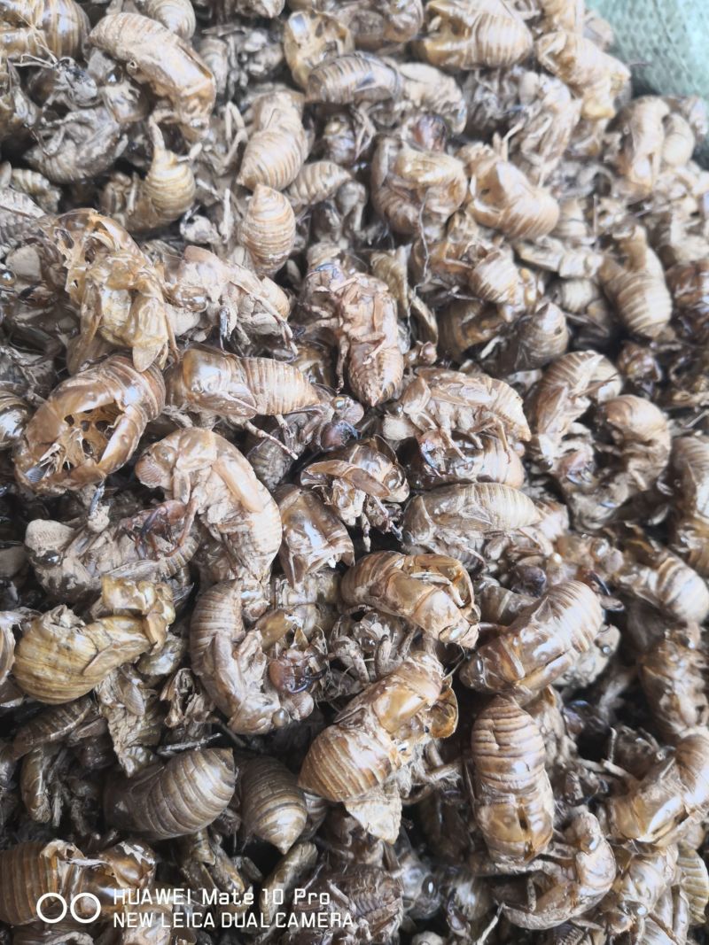 蝉蜕自然腿无掺杂干货250起包邮
