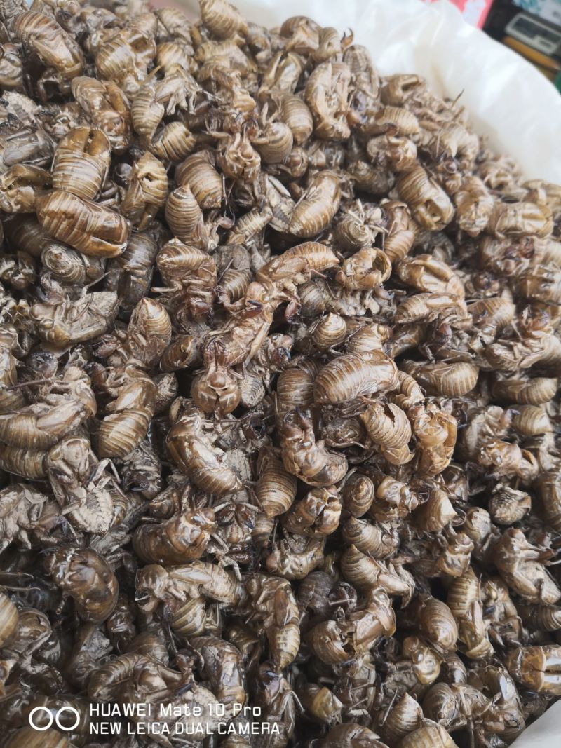 蝉蜕自然腿无掺杂干货250起包邮