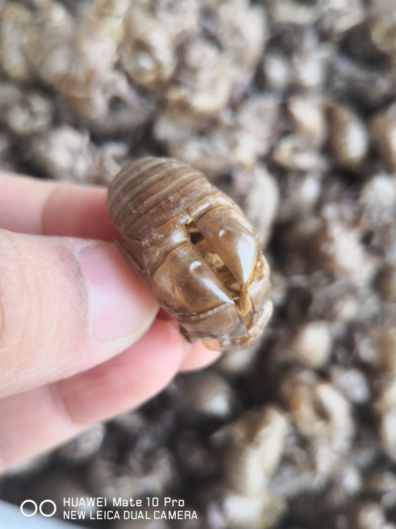 蝉蜕自然腿无掺杂干货250起包邮