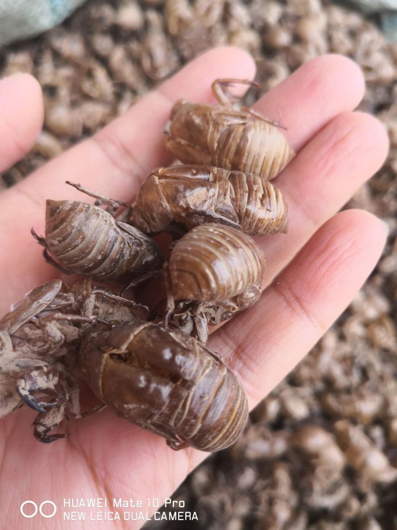 蝉蜕自然腿无掺杂干货250起包邮
