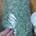 纯晒干切段茶相思茶当季新鲜出炉基地直供电商批发价格实惠