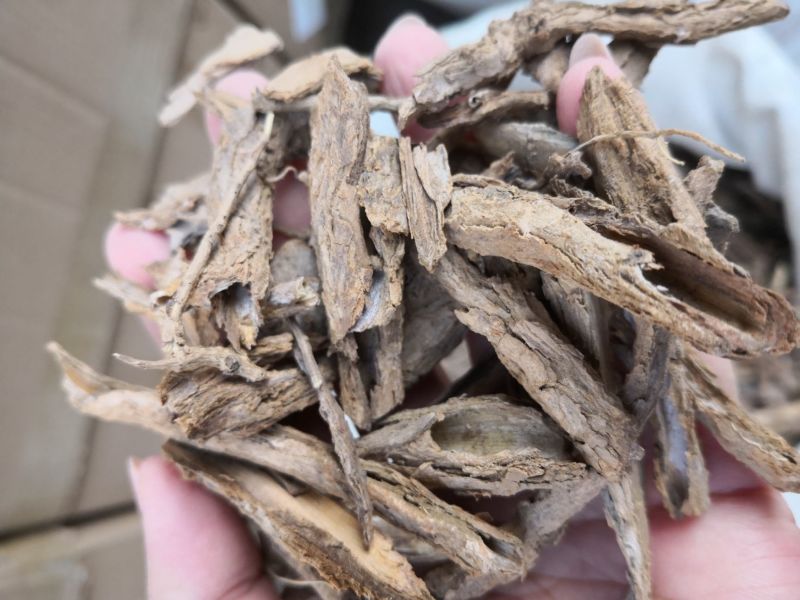 地骨皮河北选货2斤包邮各种规格量大优惠