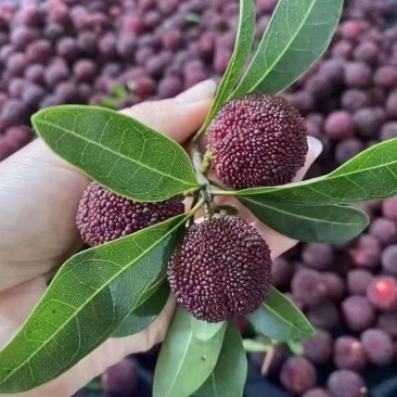 仙居荸荠杨梅农户直销