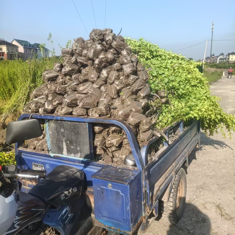 木槿小毛球高度1.2m以上，基地有量，欢迎来一亩田订购。