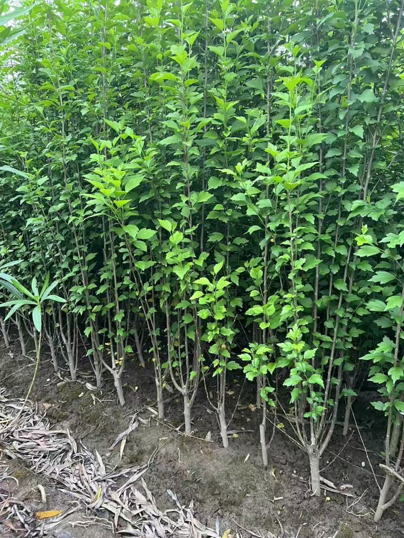 木槿小毛球高度1.2m以上，基地有量，欢迎来一亩田订购。