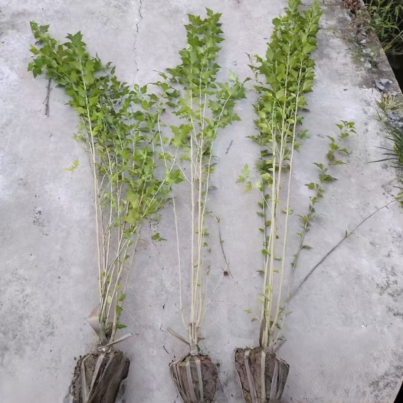 木槿小毛球高度1.2m以上，基地有量，欢迎来一亩田订购。