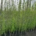 木槿小毛球高度1.2m以上，基地有量，欢迎来一亩田订购。