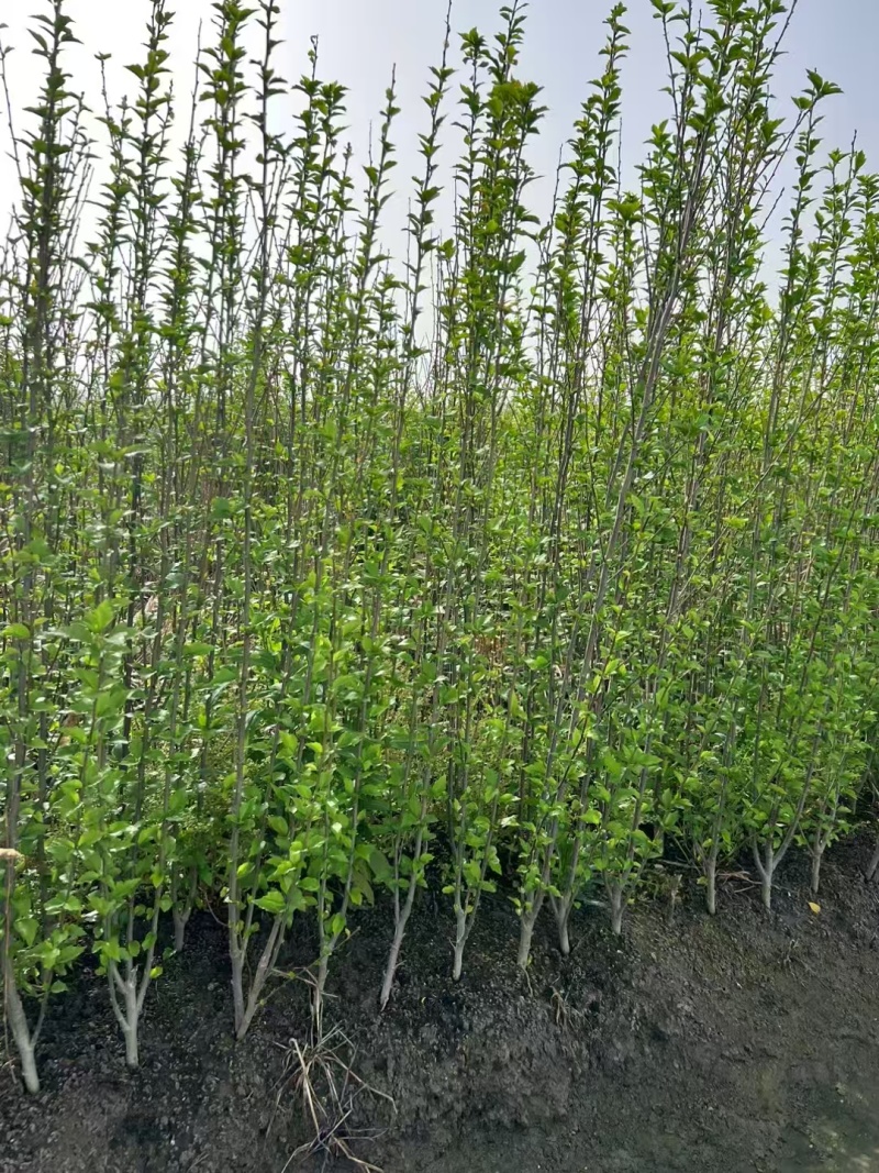 木槿小毛球高度1.2m以上，基地有量，欢迎来一亩田订购。
