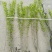 木槿小毛球高度1.2m以上，基地有量，欢迎来一亩田订购。