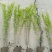 木槿小毛球高度1.2m以上，基地有量，欢迎来一亩田订购。