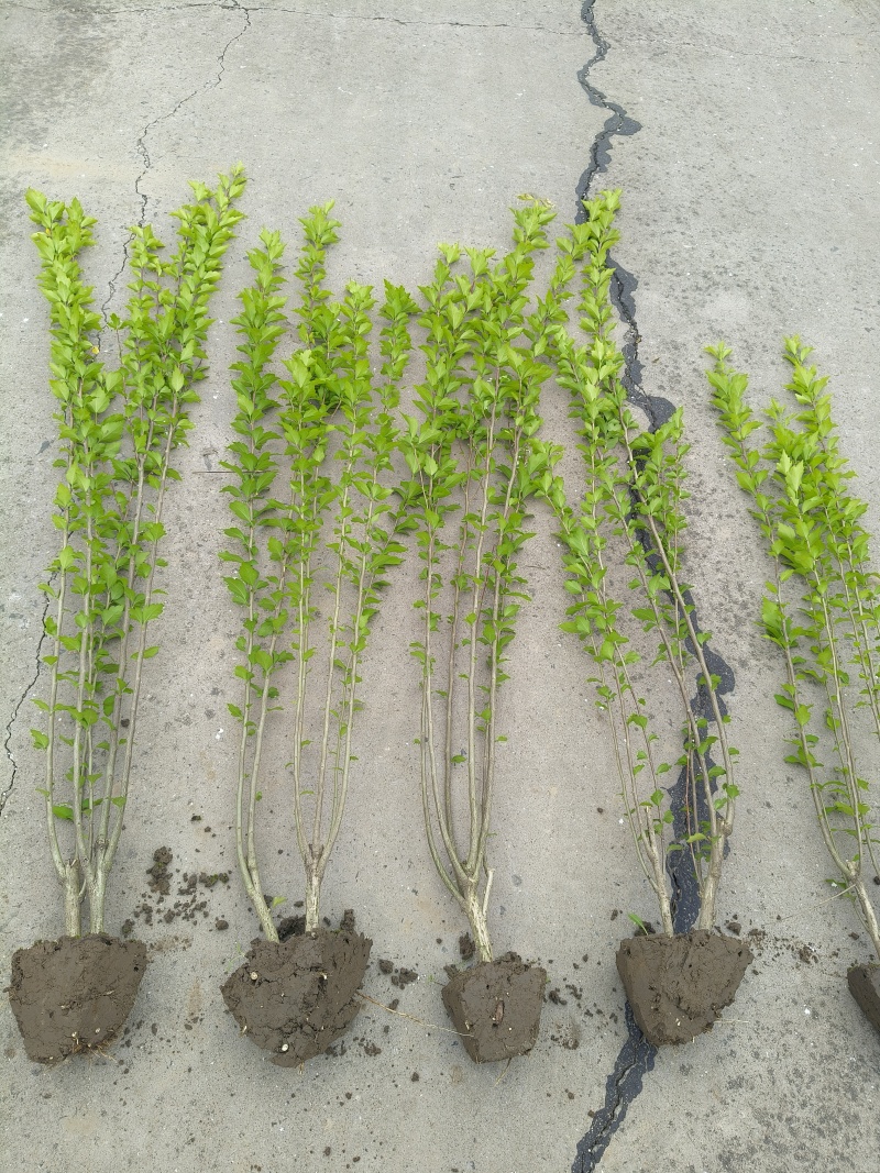 木槿小毛球高度1.2m以上，基地有量，欢迎来一亩田订购。