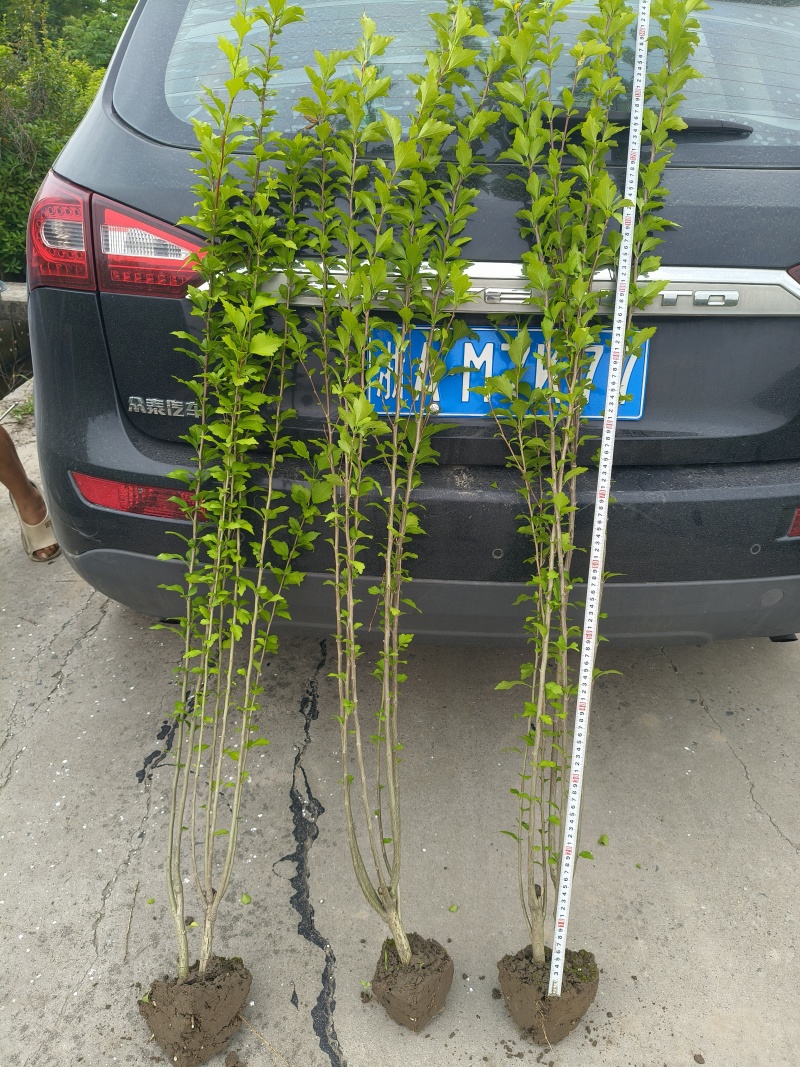 木槿小毛球高度1.2m以上，基地有量，欢迎来一亩田订购。