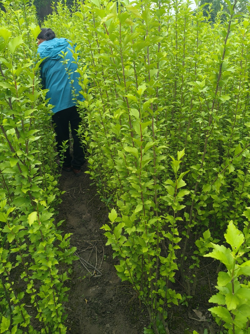 木槿小毛球高度1.2m以上，基地有量，欢迎来一亩田订购。