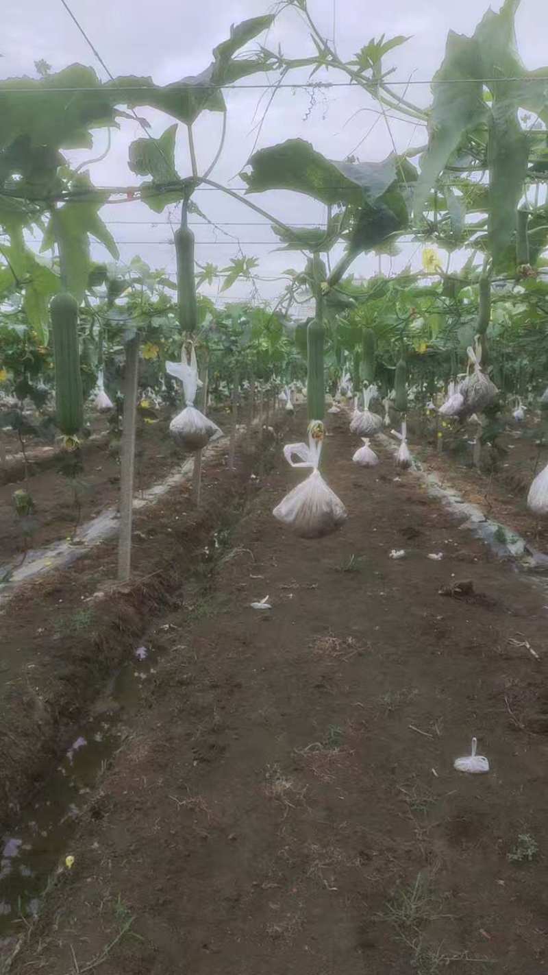 无锡油皮丝瓜