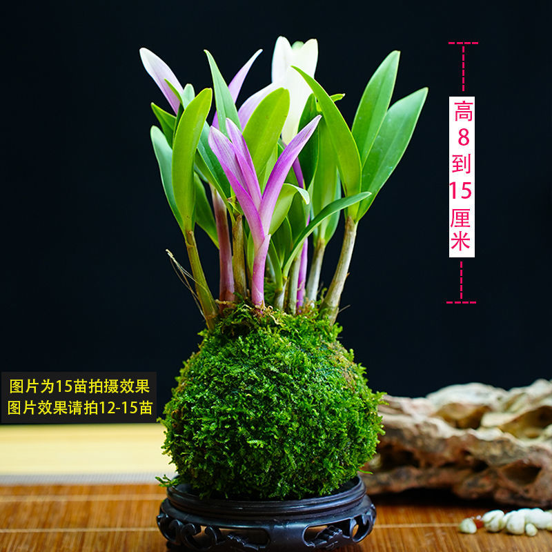 新品七彩香水石斛兰冬带花苞水培开花浓香室内桌面绿植盆栽花卉