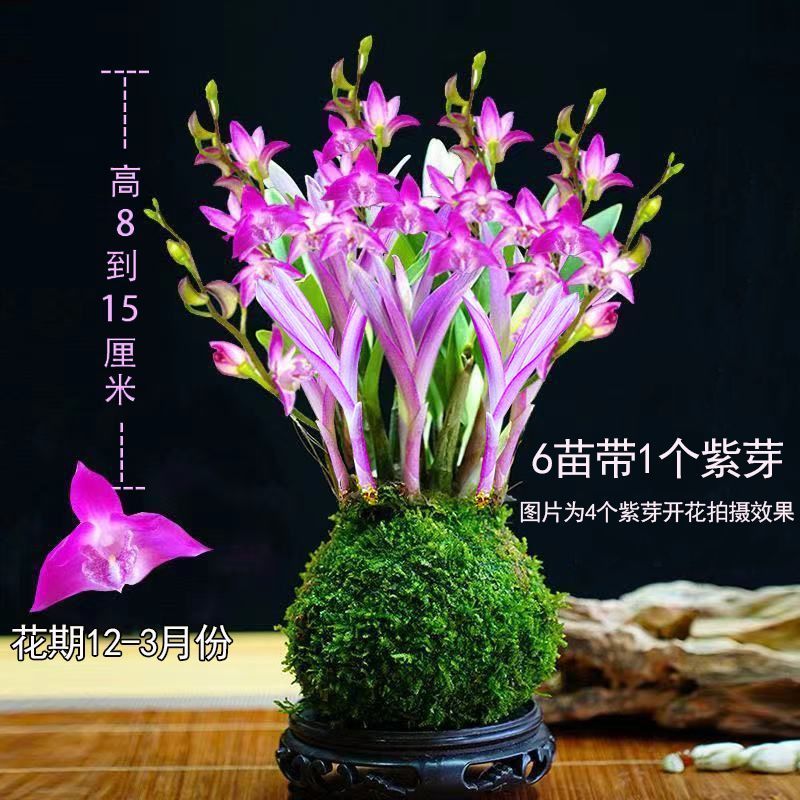 新品七彩香水石斛兰冬带花苞水培开花浓香室内桌面绿植盆栽花卉