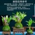 新品七彩香水石斛兰冬带花苞水培开花浓香室内桌面绿植盆栽花卉