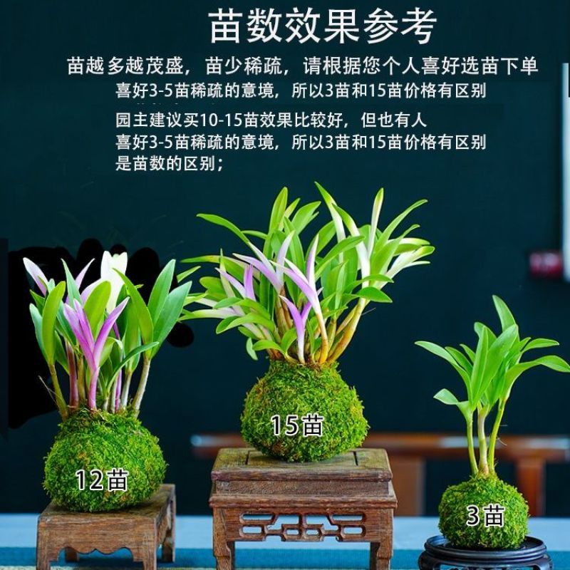 新品七彩香水石斛兰冬带花苞水培开花浓香室内桌面绿植盆栽花卉