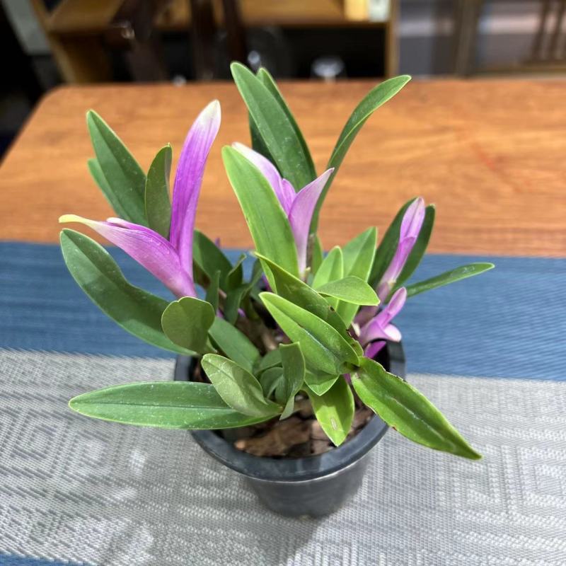 新品七彩香水石斛兰冬带花苞水培开花浓香室内桌面绿植盆栽花卉