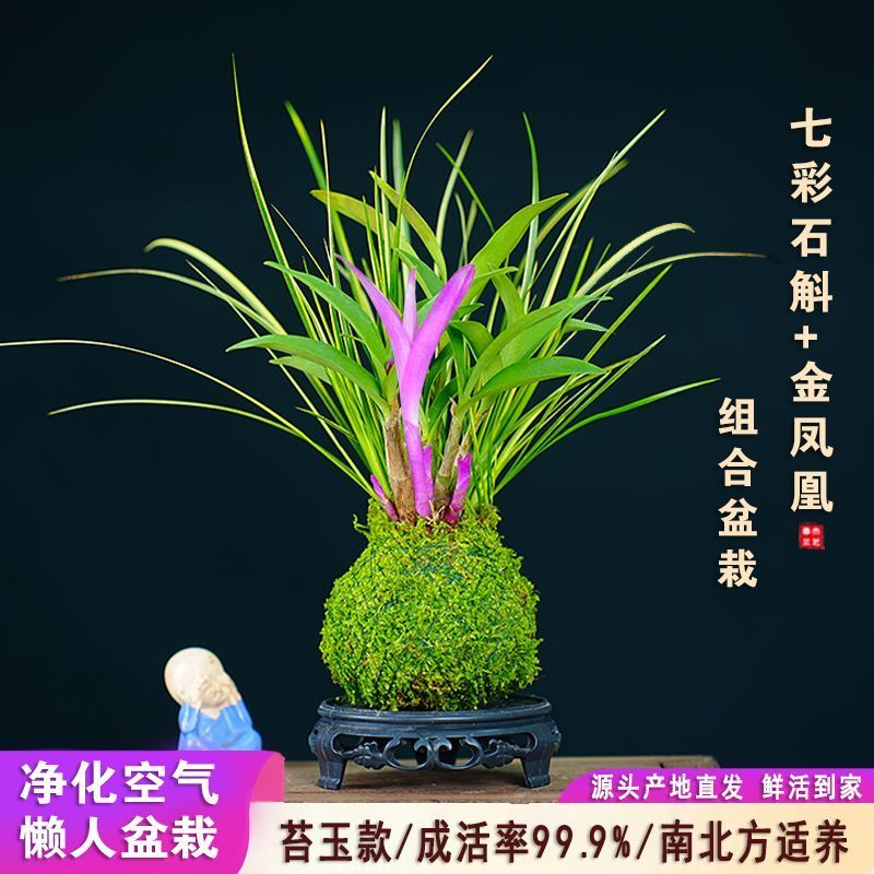 新品七彩香水石斛兰冬带花苞水培开花浓香室内桌面绿植盆栽花卉