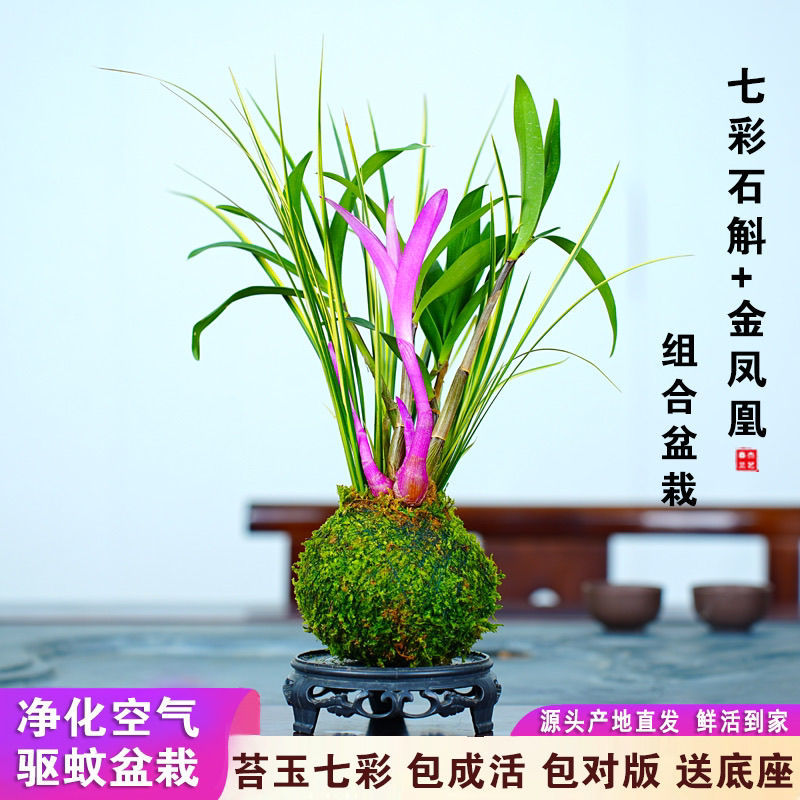 新品七彩香水石斛兰冬带花苞水培开花浓香室内桌面绿植盆栽花卉