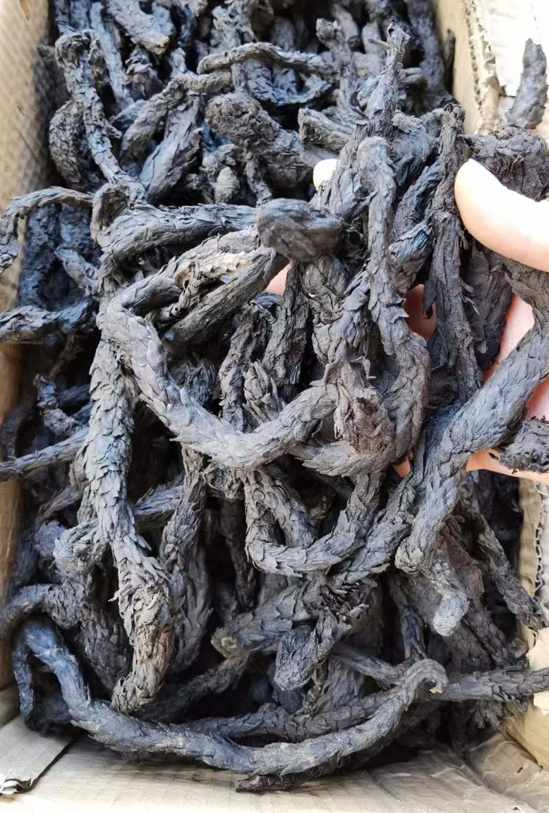 肉苁蓉藏区野外高海拔原产地包邮炖汤泡茶药食同源