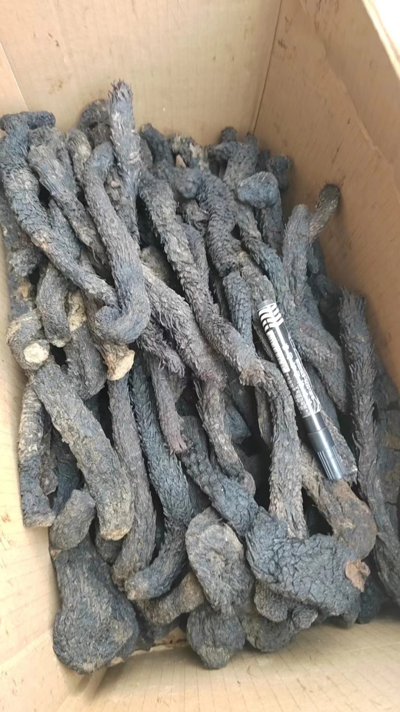 肉苁蓉藏区野外高海拔原产地包邮炖汤泡茶药食同源
