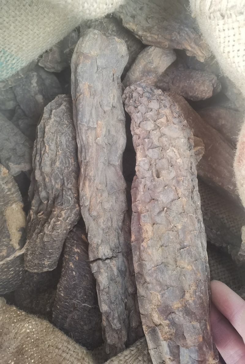 肉苁蓉藏区野外高海拔原产地包邮炖汤泡茶药食同源