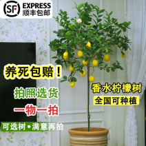 香水柠檬树盆栽广东四季青带果大老桩可食用阳台庭院室内绿植室外