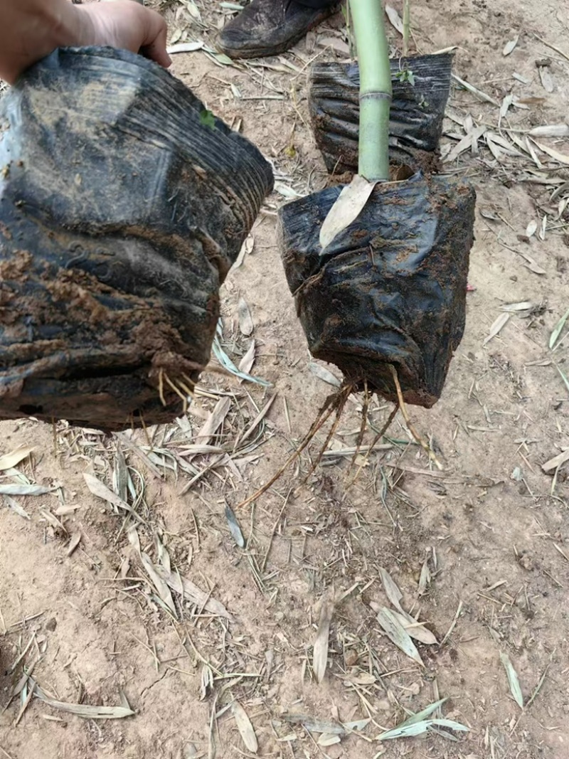 竹子.移植竹子.营养杯竹子.箬竹.大量供应基地直发