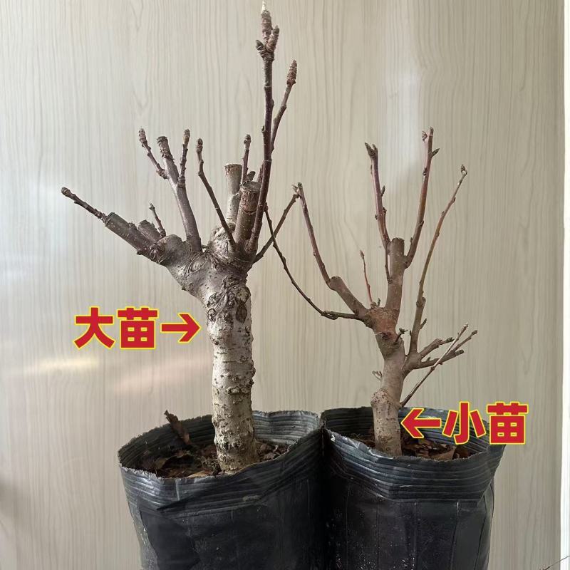 正宗车厘子树苗适合南北方室内外盆栽地栽阳台庭院均可种植