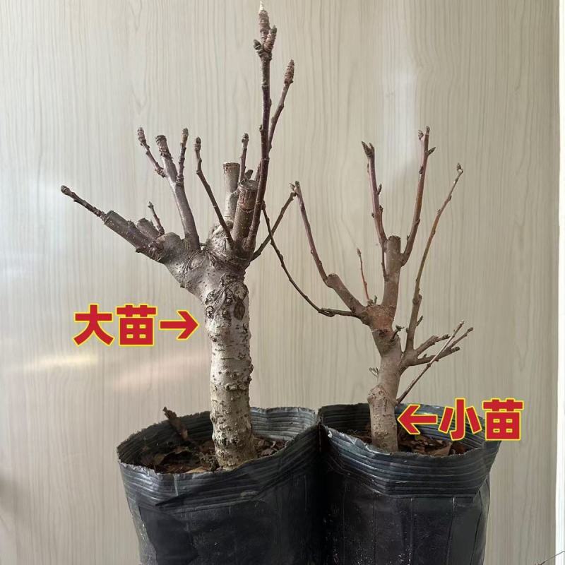 正宗车厘子树苗适合南北方室内外盆栽地栽阳台庭院均可种植