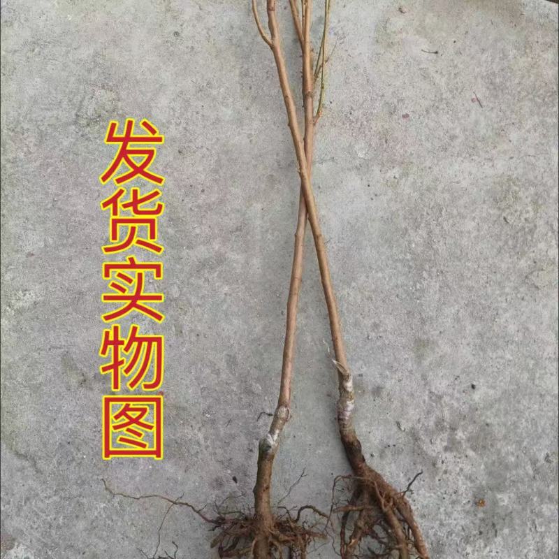 正宗车厘子树苗适合南北方室内外盆栽地栽阳台庭院均可种植