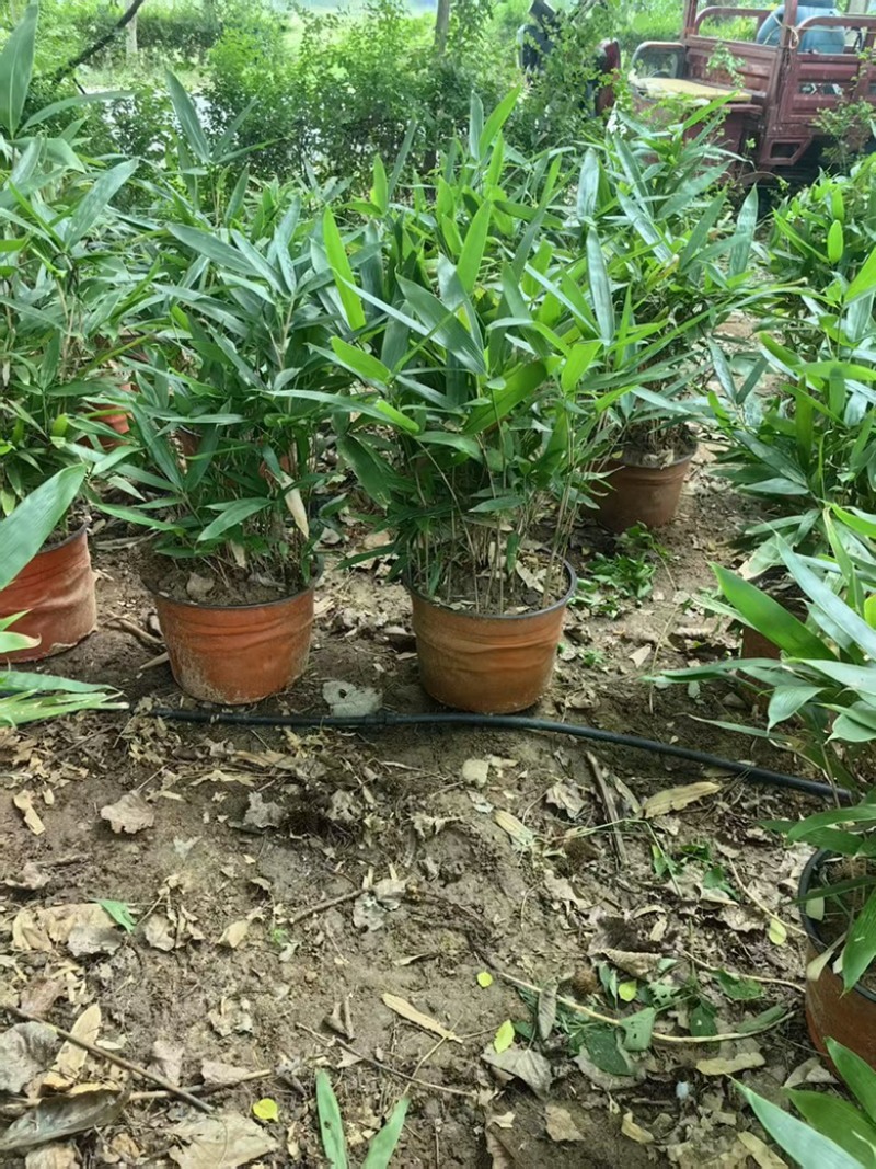 竹子.移植竹子.营养杯竹子.箬竹.大量供应基地直发