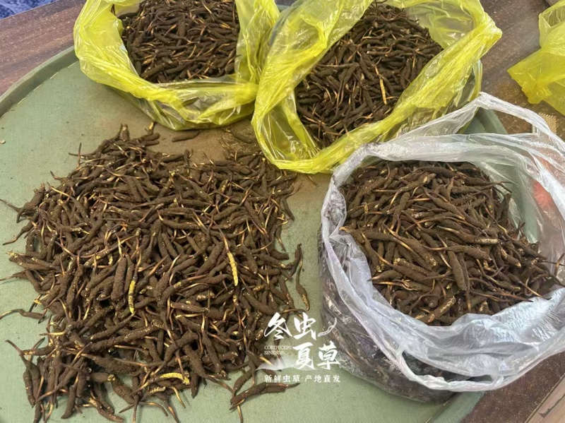 新鲜冬虫夏草，那曲高海拔采挖品质保障，冷鲜空运，顺丰包邮