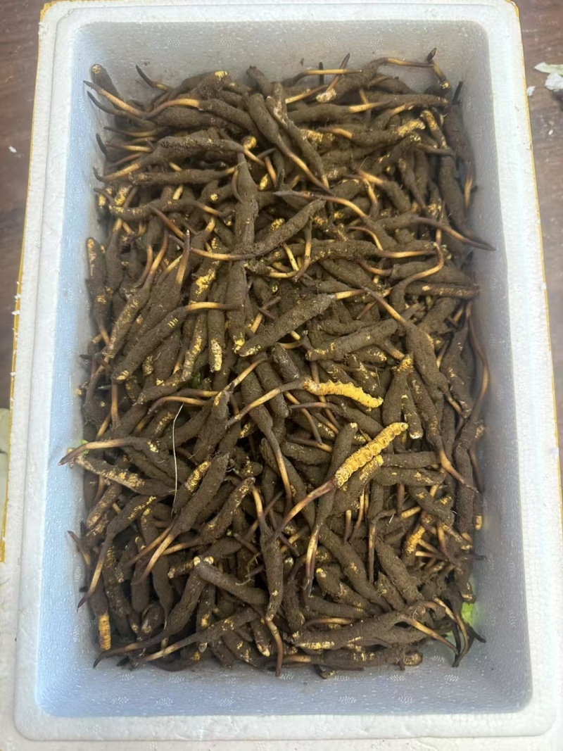 新鲜冬虫夏草，那曲高海拔采挖品质保障，冷鲜空运，顺丰包邮