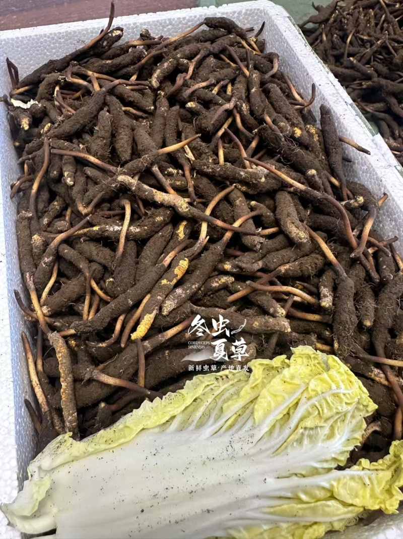 新鲜冬虫夏草，那曲高海拔采挖品质保障，冷鲜空运，顺丰包邮