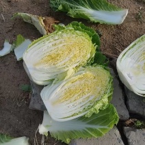 白菜